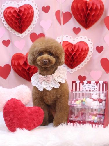 20240225ろこちゃん